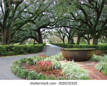 Spanish moss covered trees lining southern mansion pathways