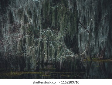 Spanish moss drips down from the branches of Cypress trees in the Lake Martin bayou, in the swampland surrounding Breaux Bridge in the St. Martin Parish, Louisiana.  USA