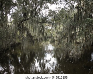 Spanish moss hanging from Cypress trees in the swamps of Louisiana