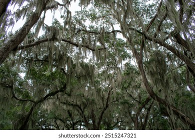 Spanish Moss hanging from Live Oak tree in Ocala Forest in Florida - Powered by Shutterstock