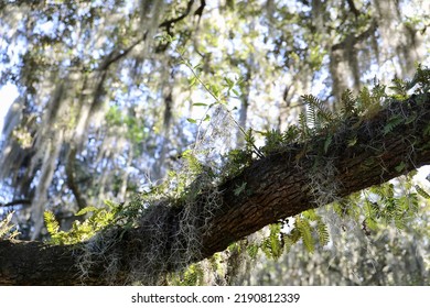 Spanish Moss Hanging On The Tree At Southern Georgia ,United States.