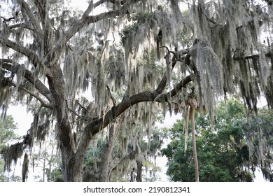 Spanish Moss Hanging On The Tree At Southern Georgia ,United States.