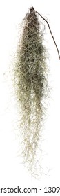 Spanish Moss Hanging Strands