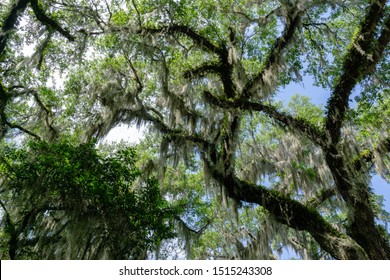 Spanish Moss Hanging From Tree In Florida