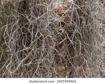 Spanish moss hanging from trees on beach. - Powered by Shutterstock