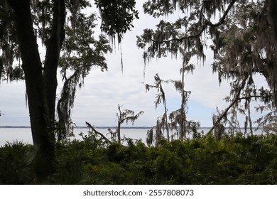 Spanish moss hangs elegantly from towering trees, framing a peaceful river in the distance. Lush greenery fills the foreground, under a cloudy sky softening the landscape’s colors. - Powered by Shutterstock