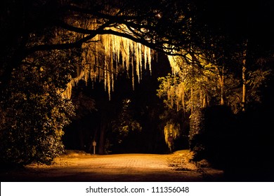 Spanish moss hangs from large live oaks all throughout Winter Park, FL. An evening stroll portrays its somewhat haunting appeal in front of the streetlight.