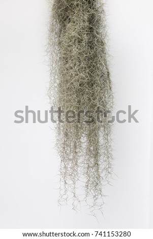 spanish moss isolate on white background stock photo edit now