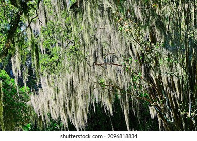 Spanish Moss In Old Oak Trees In Coastal Georgia