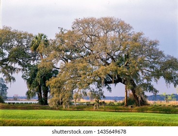 Spanish Moss On Southern Live Oak