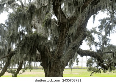 Spanish moss on southern live oaks trees on Jekyll Island Georgia - Powered by Shutterstock