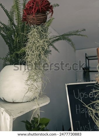 Similar – Woman holding vase with flowers