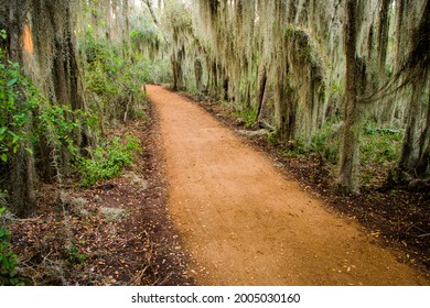 Spanish Moss (Tillandsia Usneoides) At Santa Ana National Wildlife Refuge, Texas