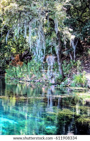 Spanish Moss tree