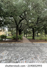 Spanish Moss Trees In Savannah Georgia Park