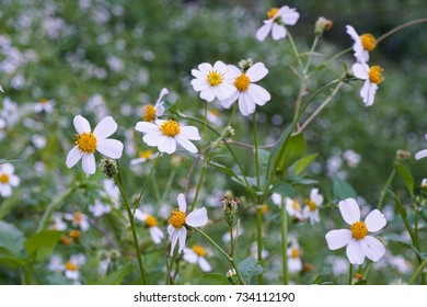 Spanish Needle Blackjack Scientific Name Bidens Stock Photo Edit