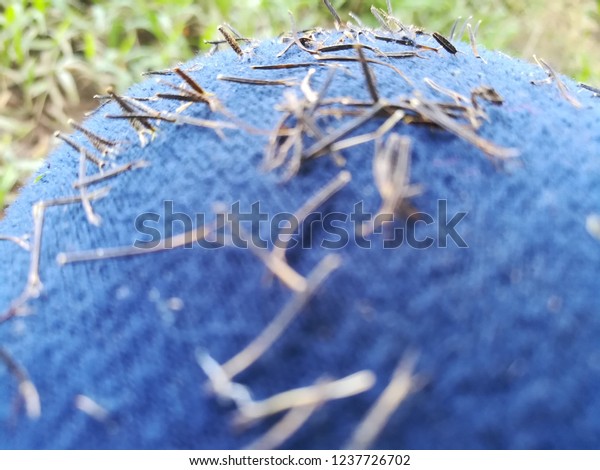 Spanish Needle Blackjack Seeds Stick Cloth Stock Photo (Edit Now