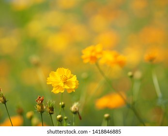 Spanish Needle Yellow Flower African Marigold Stock Photo 1418846885 ...