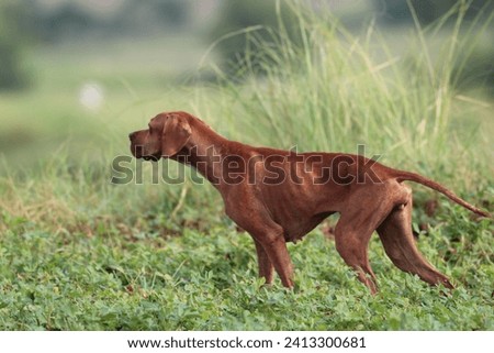 Spanish Pointers, Hunting Dogs, Pointer dogs in Pakistan