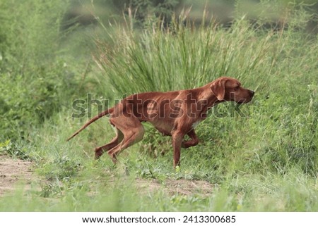 Spanish Pointers, Hunting Dogs, Pointer dogs in Pakistan