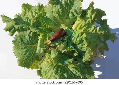 Spanish Slug (Arion Vulgaris) Is Dangerous Pest Agriculture.Slug Eating A Lettuce Leaf. Selective Focus.