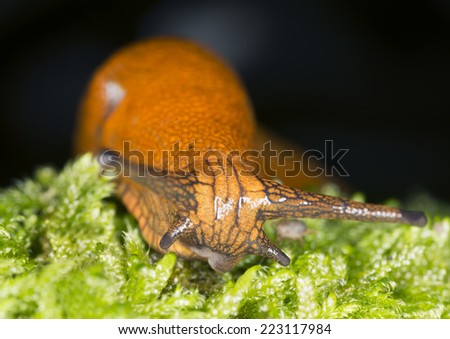 Similar – Image, Stock Photo bootlicker Snail Animal