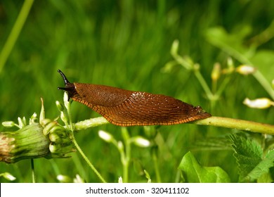 Spanish slug (Arion vulgaris) invasion in garden. Invasive slug. Garden problem. Europe.