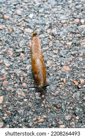 Spanish Slug Arion Vulgaris On Dark Wet Tarmac