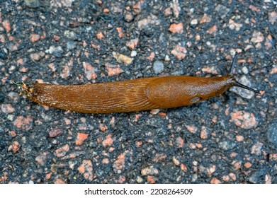 Spanish Slug Arion Vulgaris On Dark Wet Tarmac