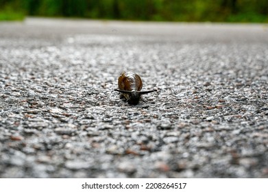 Spanish Slug Arion Vulgaris On Dark Wet Tarmac