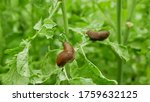 Spanish slug Arion vulgaris snail parasitizes on radish or lettuce cabbage moves garden field, eating ripe plant crops, moving invasive brownish dangerous pest agriculture, farming farm, poison