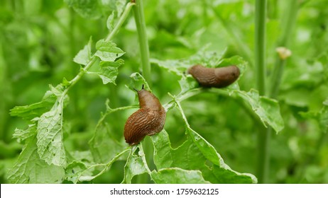 Spanish slug Arion vulgaris snail parasitizes on radish or lettuce cabbage moves garden field, eating ripe plant crops, moving invasive brownish dangerous pest agriculture, farming farm, poison
