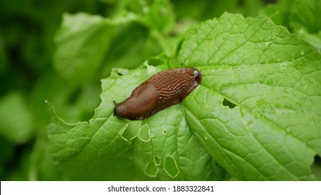 Spanish Slug Arion Vulgaris Snail Parasitizes On Radish Or Lettuce Cabbage Moves Garden Field, Eating Ripe Plant Crops, Moving Invasive Brownish Dangerous Pest Agriculture, Farming Farm, Poison