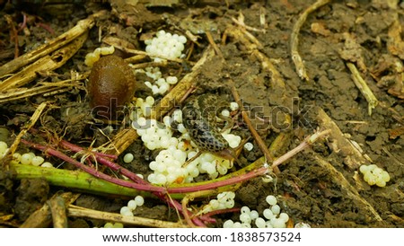 Spanish slug eggs nest hatchery hatch pest Arion vulgaris Limax maximus biggest great grey leopard slug egg-laying white laying snail parasitizes garden, eating plant crops. Invasive Spain parasitizes