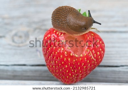 Spanish slug isolated close up, on top of the strawberry fruit, feeding, garden pests concept	