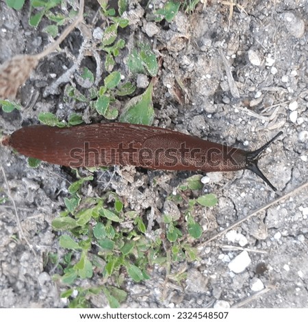 The Spanish slug ( latin Arion vulgaris)  is an air-breathing land slug, a terrestrial pulmonate gastropod mollusk in the family Arionidae. Other vernacular names are Lusitanian slug, Iberian slug