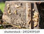 Spanish Slug Molluscs Hidden in Dark Damp Place. Slug Bait in Garden. Snail Control Problem. 