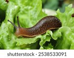 Spanish Slug on a Lettuce Leaf in the Garden