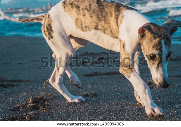 striped greyhound