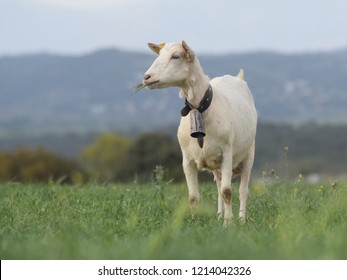 Spanish Typical Goat