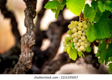 Spanish Vineyards In Harvest Season