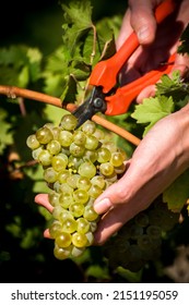 Spanish Vineyards In Harvest Season