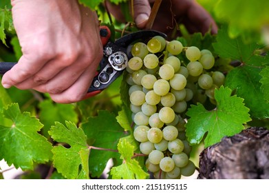 Spanish Vineyards In Harvest Season