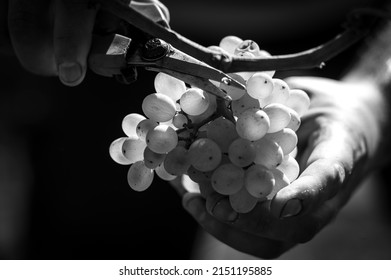 Spanish Vineyards In Harvest Season