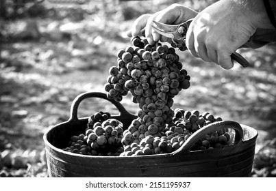 Spanish Vineyards In Harvest Season