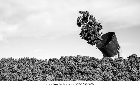 Spanish Vineyards In Harvest Season