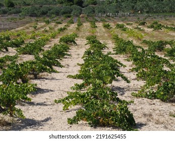 Spanish Vineyards. Traditional Low Grapevine. Perspective View.