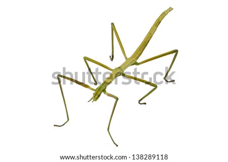 Spanish Walking Stick insect  species Leptynia hispanica  in high definition with extreme focus and DOF (depth of field) isolated on white background