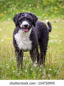 Spanish Water Dog