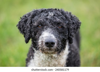 Spanish Water Dog